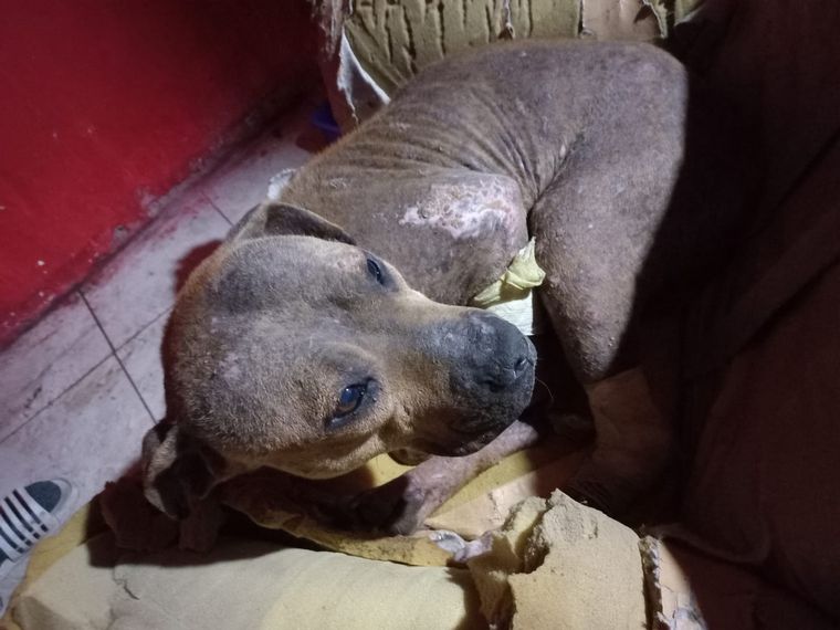 FOTO: Guadalupe fue víctima de maltrato animal a través de una macumba