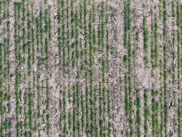 Desde arriba, otra visión del trigo
