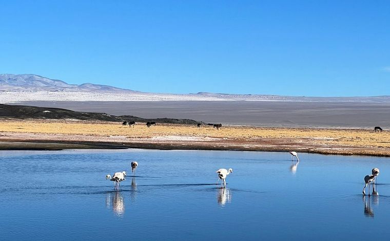 El Campo de Piedra Pómez, un verdadero imperdible de nuestro país.