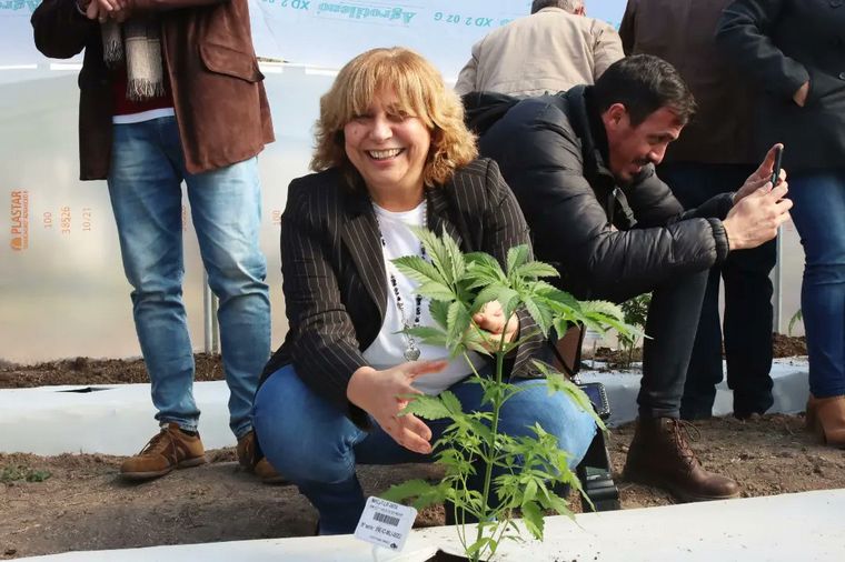La producción de Cannabis en Santa Fe será la primera 100% estatal.