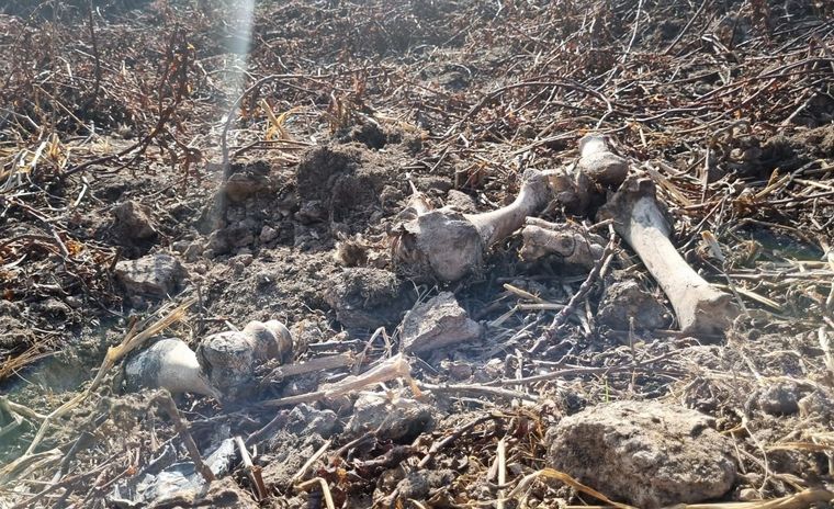 Las impactantes imágenes desde las islas tras días de fuego