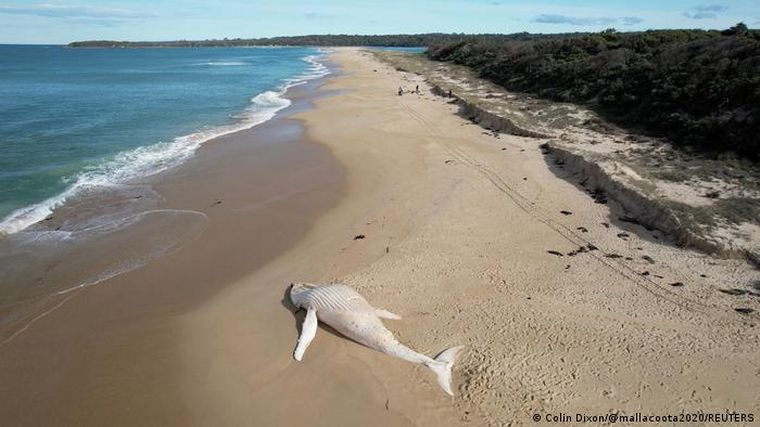 FOTO: El impactante cadáver de la ballena albina apareció en Victoria.