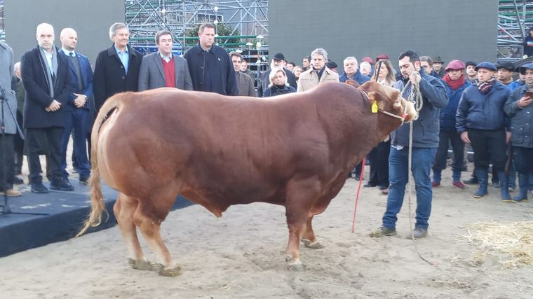 El primer toro que ingresó a Palermo, de la raza Limousin