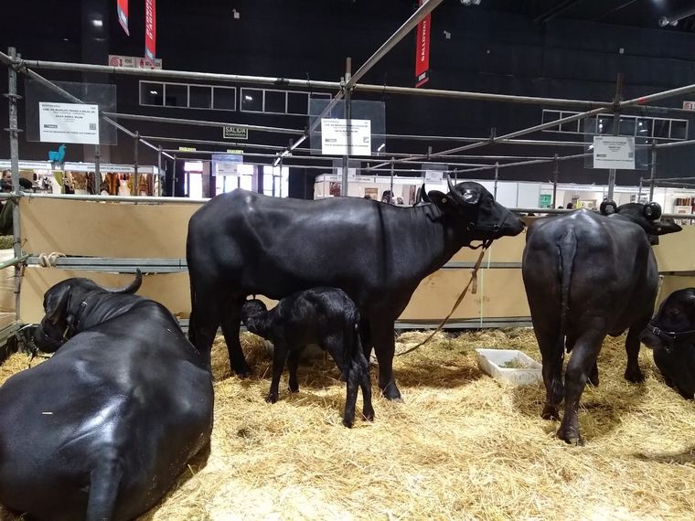 Josefina, la bucerrita mediterránea que es furor en la Rural.