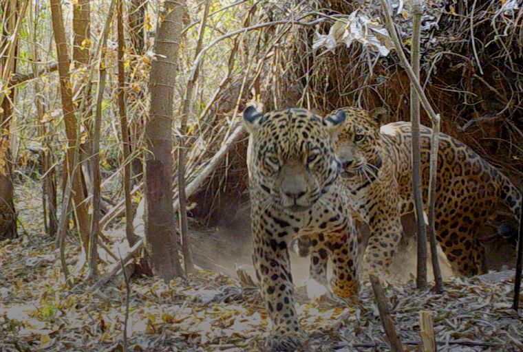 Después de 70 años en extinción, nacieron dos yaguaretés silvestres en Corrientes.