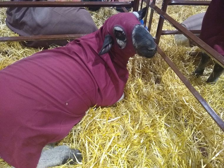 Pablo Hernández expone por primera vez en la Rural de Palermo.