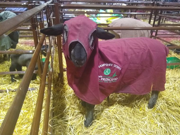 Pablo Hernández expone por primera vez en la Rural de Palermo.