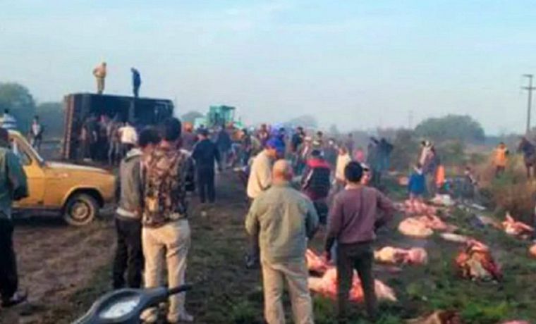 Así faenaban a las vacas.