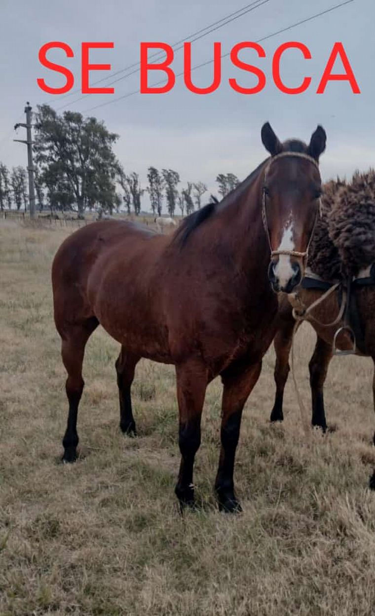 FOTO: Le robaron tres valiosos caballos