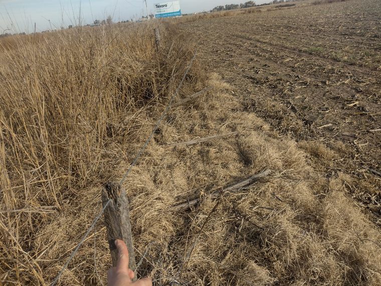 Le robaron tres valiosos caballos