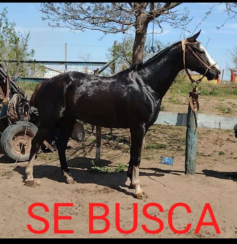FOTO: Le robaron tres valiosos caballos