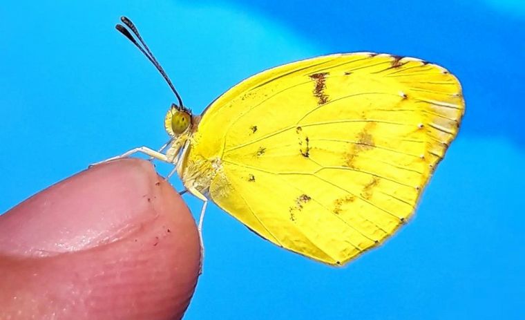 Un rosarino y su hijo buscan repoblar el cielo de mariposas