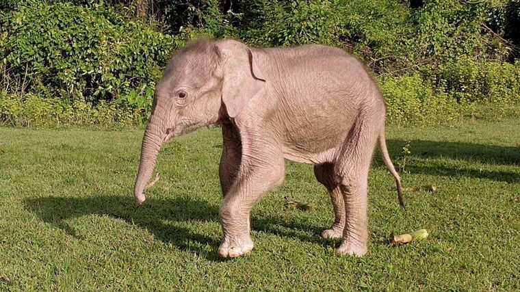 El elefante blanco nació el 23 de julio pasado.
