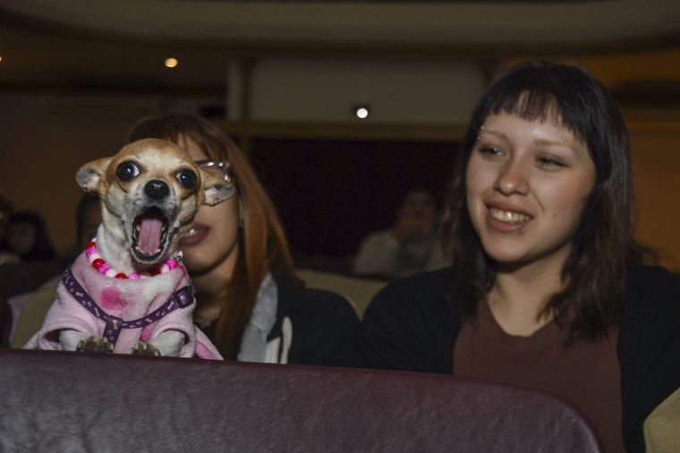 FOTO: Escobar fue sede de la primera función de cine para perros en Latinoamérica.