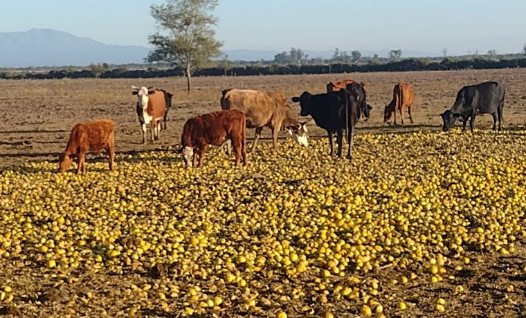 Un asesor agropecuario alimenta a sus vacas con limones ante la crisis de productores