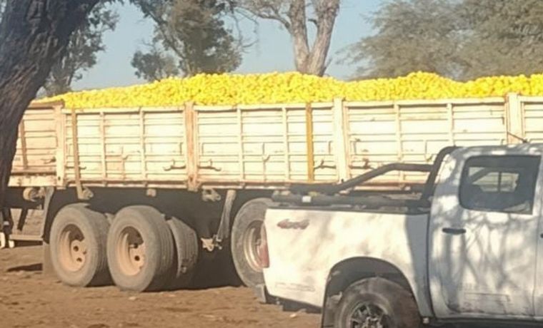 Un asesor agropecuario alimenta a sus vacas con limones ante la crisis de productores