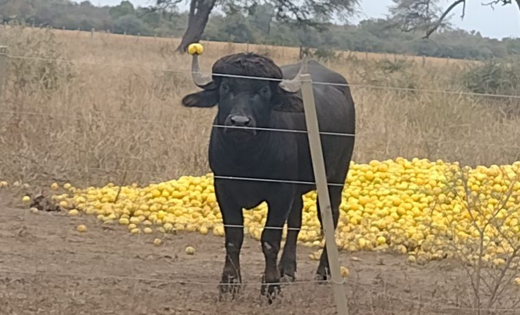 Un asesor agropecuario alimenta a sus vacas con limones ante la crisis de productores
