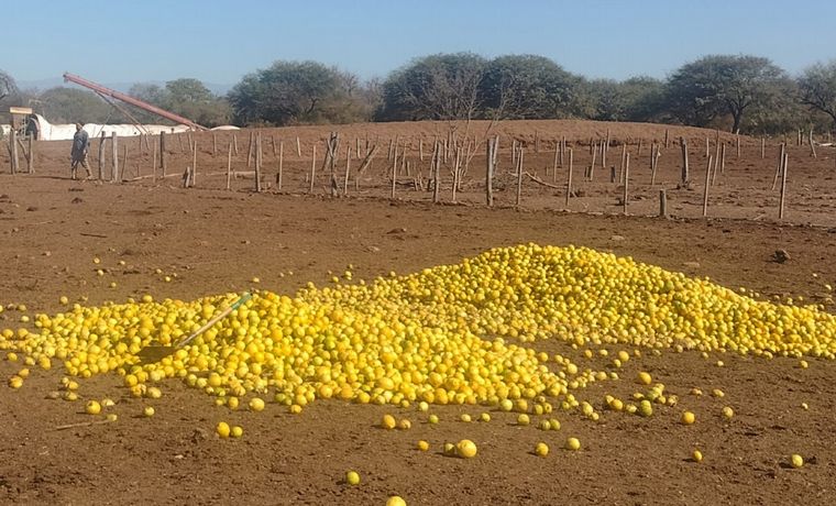 FOTO: Un asesor agropecuario alimenta a sus vacas con limones ante la crisis de productores