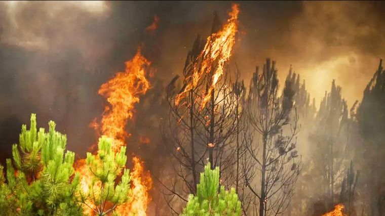 FOTO: Europa vive un verano récord de hectáreas quemadas por el fuego.