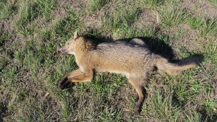 La iniciativa consta de tres momentos de acciones en restricciones vehiculares.