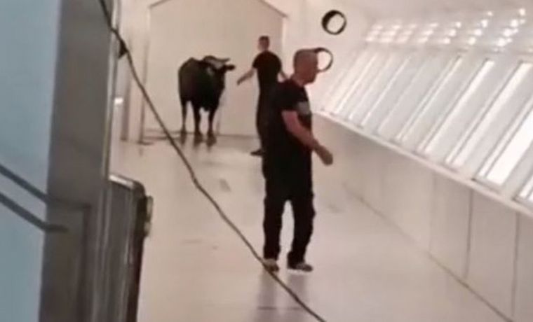 FOTO: Un toro irrumpió en un banco y sus empleados tuvieron que capturarlo.