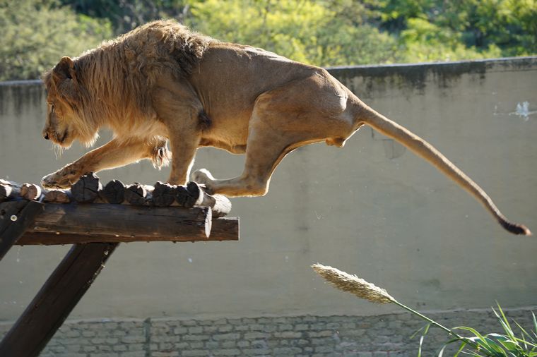 FOTO: "Tango", el león del ex zoológico de Córdoba, tiempo atrás.