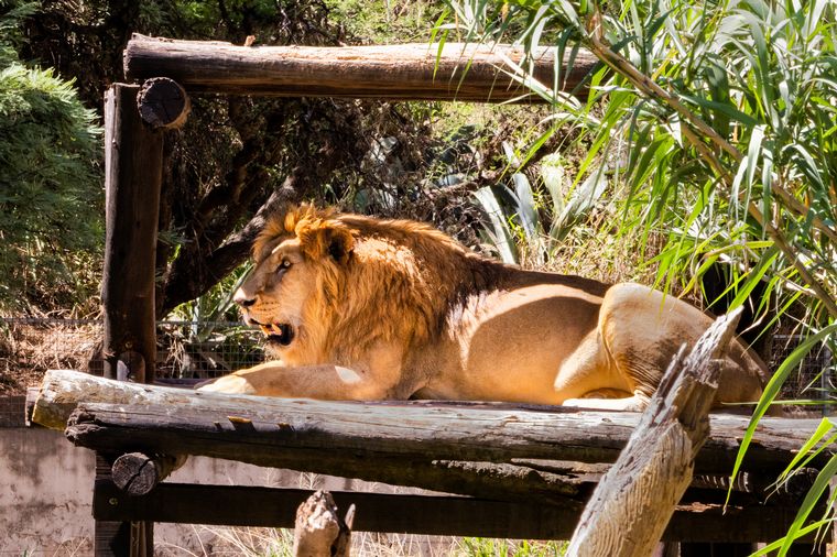 "Tango", el león del ex zoológico de Córdoba, tiempo atrás.