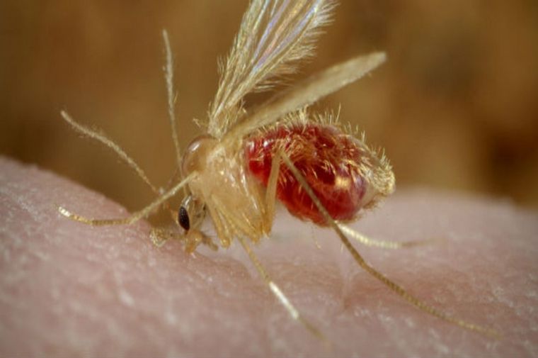 Alerta en Córdoba por la presencia de leishmaniasis en perros.