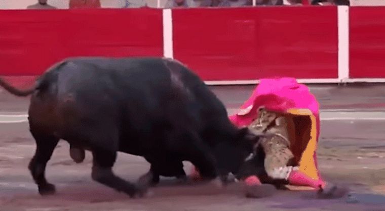 Video: un torero sufrió una terrible cornada que lo dejó al borde de la muerte