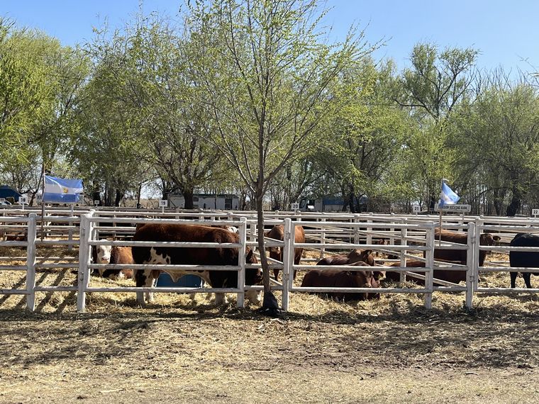 Los animales ya presentes en la Rural