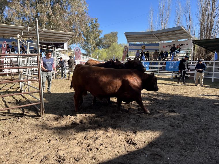 Un tramo de la jura de ayer, en este caso de Angus