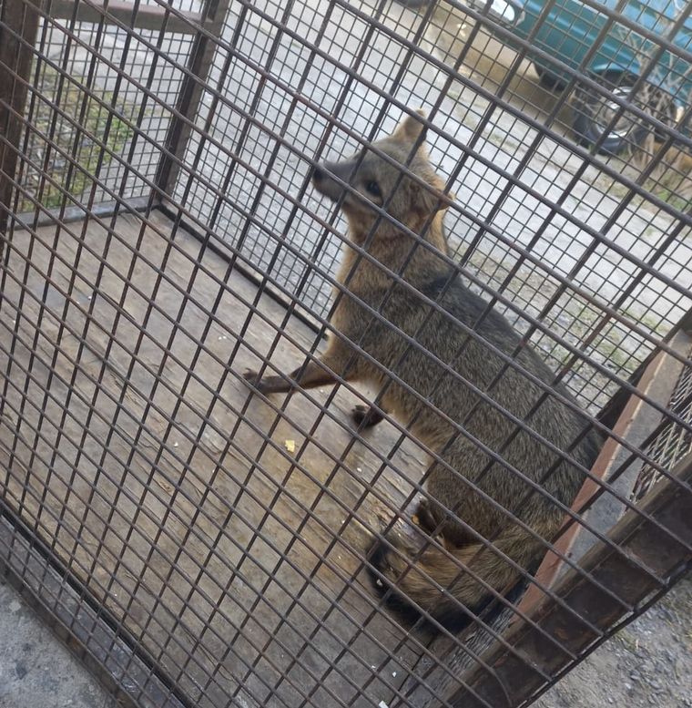 FOTO: Una vecina de San Lorenzo dio aviso a la policía que rescató al animal y lo liberaron