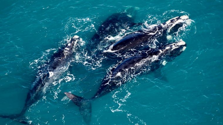 Foto: Instituto de Conservación de Ballenas.