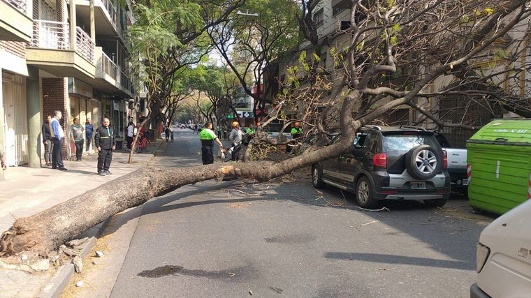 FOTO: El árbol cayó y ocupó toda la calle durante un rato.