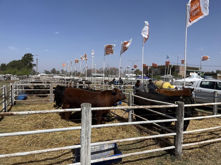 Muy buena calidad en los reproductores que ingresaron a la Rural