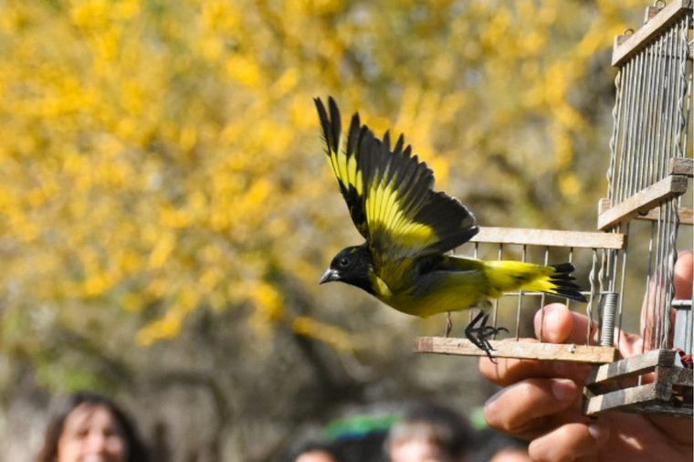 FOTO: La Policía Ambiental liberó 82 aves en el Parque Francisco Tau.