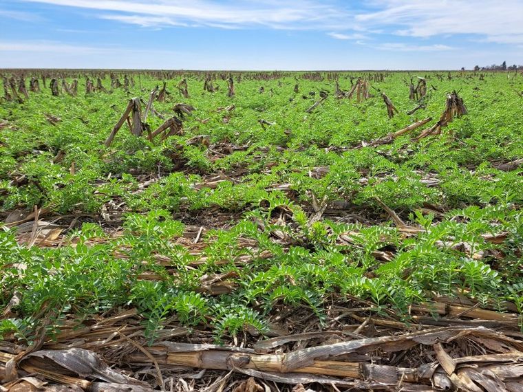 Garbanzo con sed. Al igual que el trigo, la leguminosa empeoró sus condiciones.