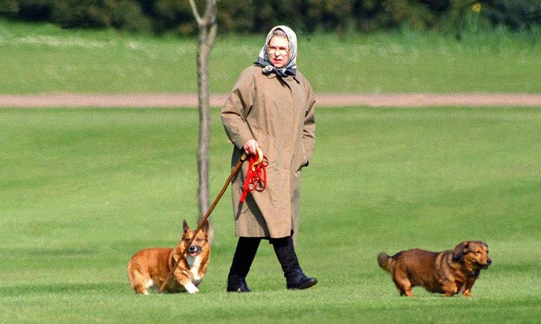 FOTO: Los perros de la reina todavía no tienen dueño.