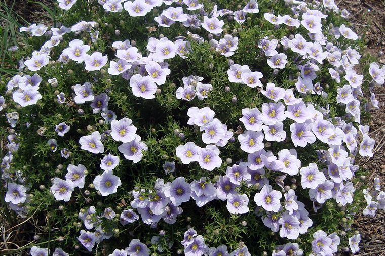 Chucho de las Sierras: crece en lugares serranos, abiertos (Diques de Córdoba/Edisur)