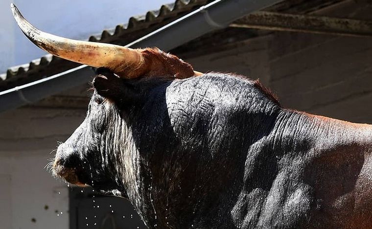 FOTO: Santiago intentó rematar a un toro con una puntilla. (Foto: Clarín)