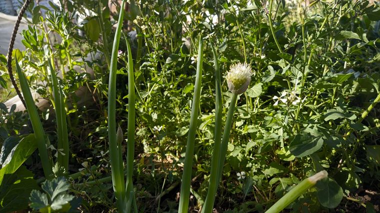 Cómo hacer una huerta en casa, paso a paso: capítulo 9