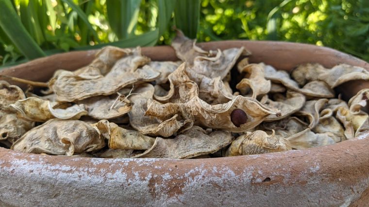 Cómo hacer una huerta en casa, paso a paso: capítulo 9