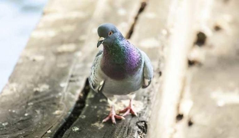 La población de palomas no para de crecer en Rosario y se hacen sentir con excremento