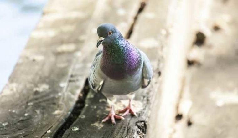 FOTO: La población de palomas no para de crecer en Rosario y se hacen sentir con excremento