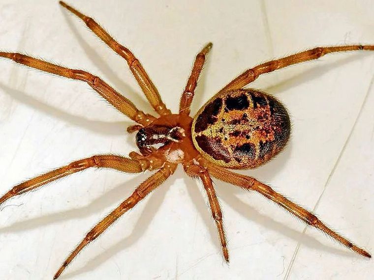 Cómo reconocer a la araña que mató a un hombre de 52 años y qué hacer si pica