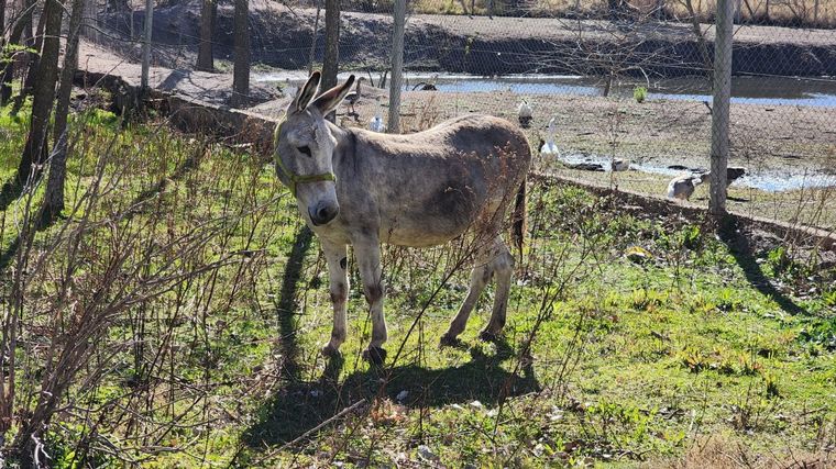 El burro Andrés, en Tanti.