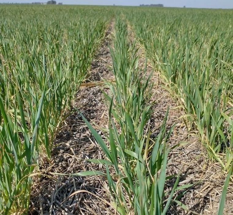 Para atrás. El clima configura un escenario difícil para el cultivo.