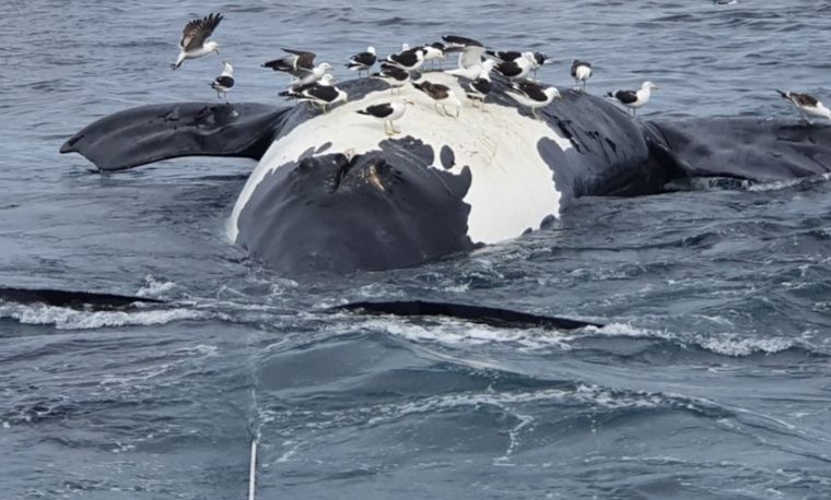 Hallan seis ballenas muertas en las costas de Chubut. (Gentileza: Diario Jornada)