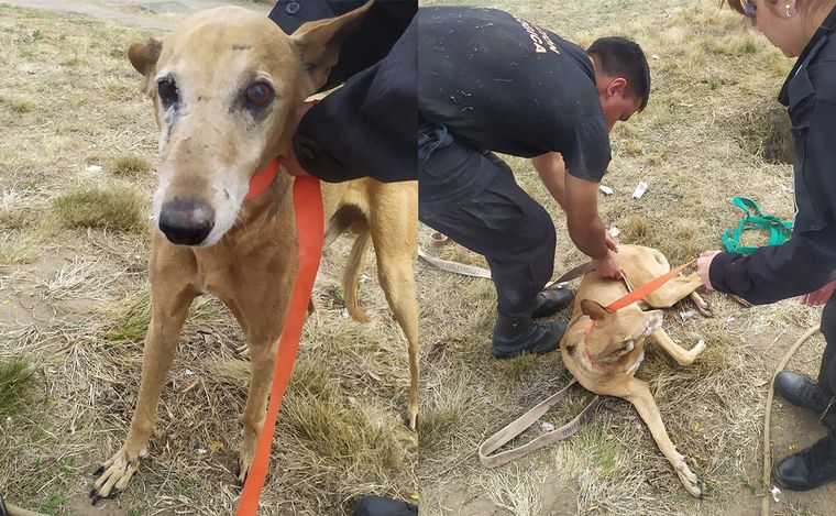 VIDEO: Rosario: el emotivo rescate de un perro que había caído en un pozo y lloraba. 