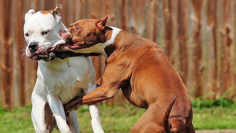 FOTO: Vecinos aseguran que esos perros tienen un carácter agresivo (foto ilustrativa).